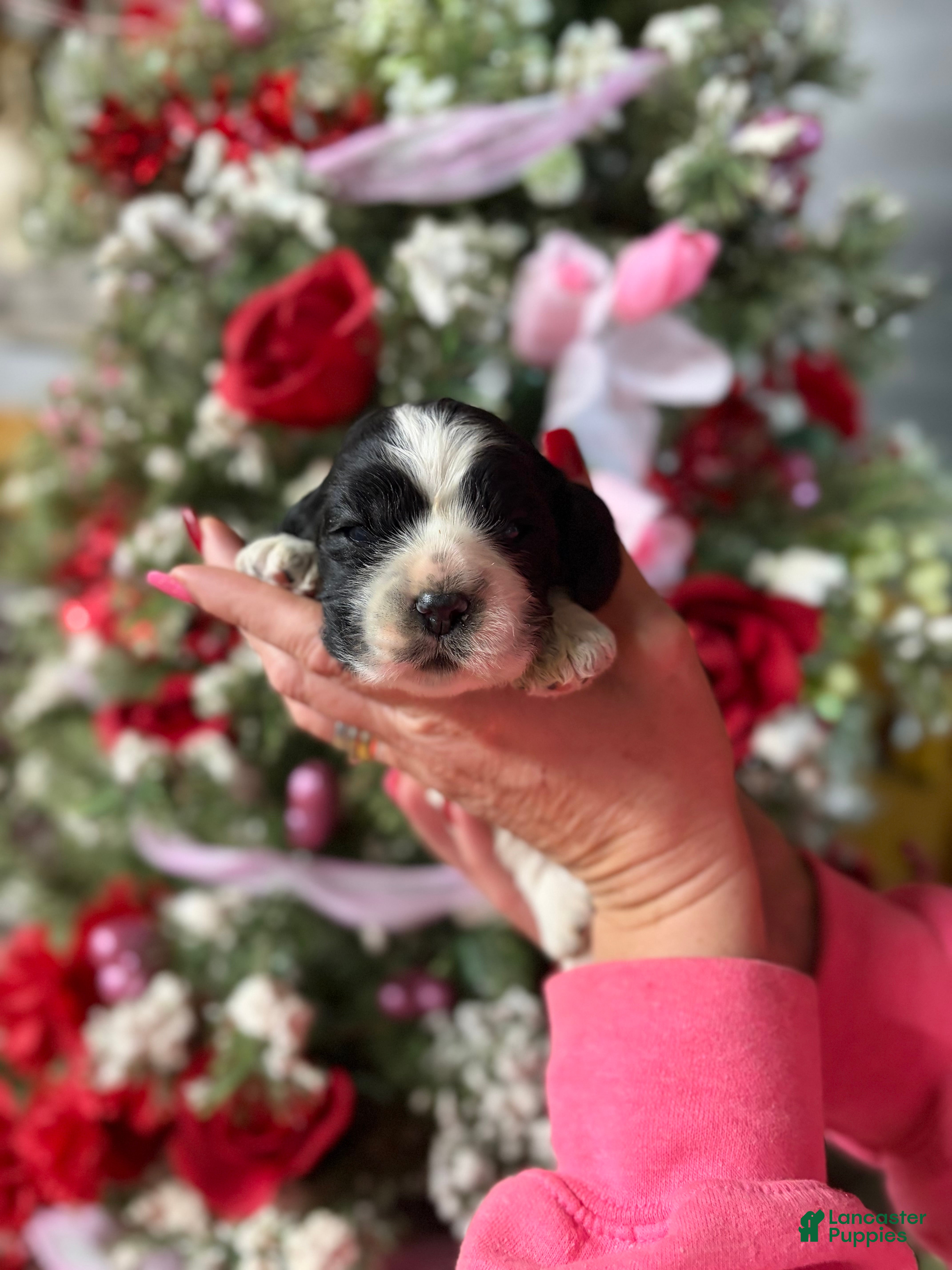 Cocker Spaniel dogs Cocker Spaniel Puppy 2 - Ad 3