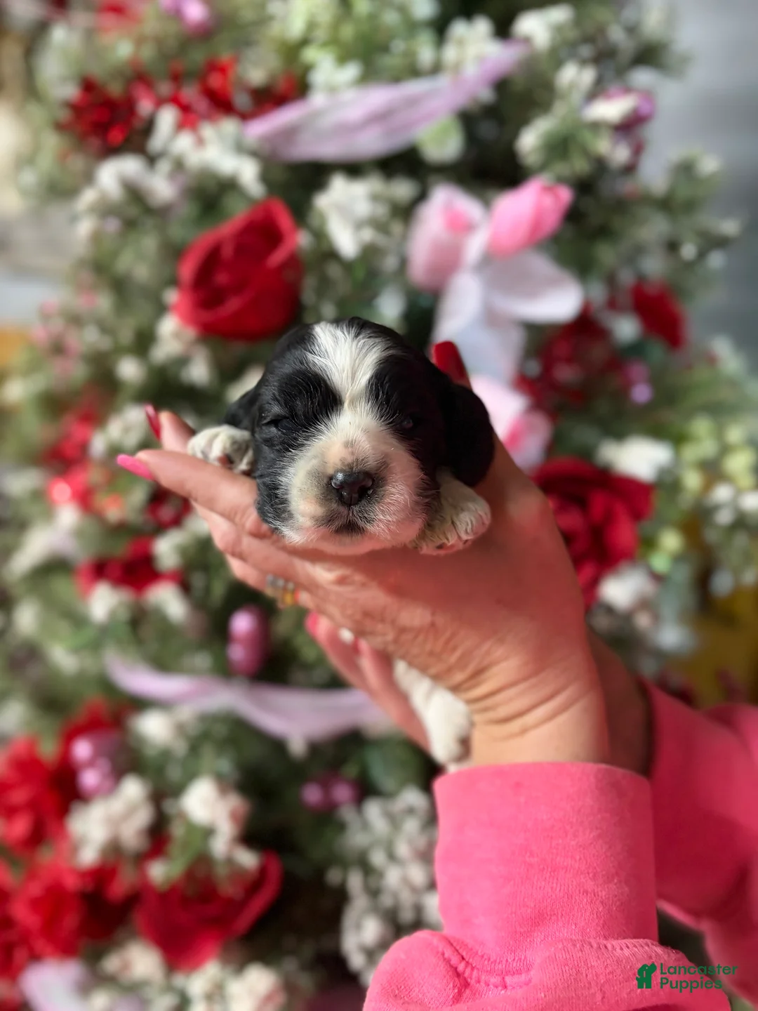 Cocker Spaniel dogs for sale: Cocker Spaniel Puppy 2 - Ad 1