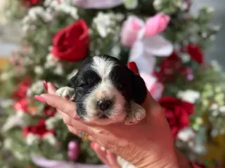 Cocker Spaniel dogs Cocker Spaniel Puppy 2 - Ad 3