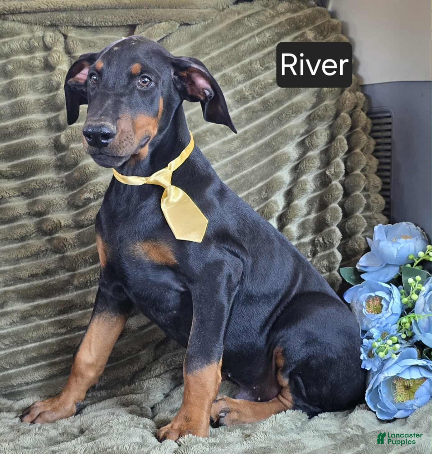 Doberman Pinscher dogs River - Ad 7