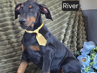 Doberman Pinscher dogs River - Ad 20