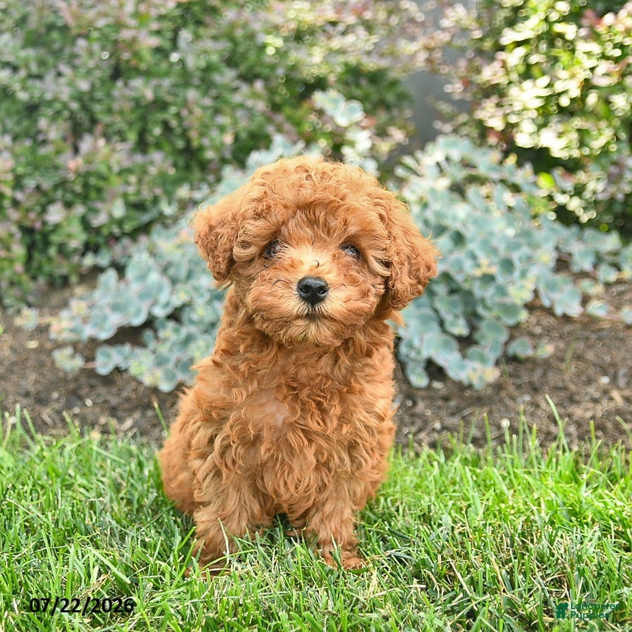 Toy Poodle dogs Teddy  - Ad 2