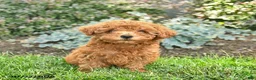 Miniature Poodle dogs for sale: Teddy  - Ad 2