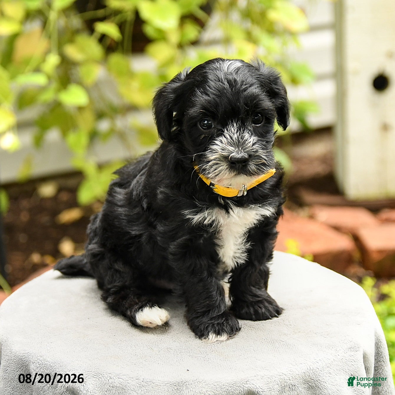 Yorkiepoo dogs Pollo - Ad 1