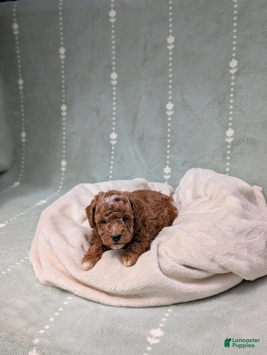 Toy Poodle dogs for sale: Parker - Ad 6