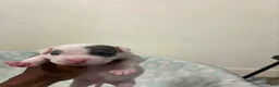 American Bully dogs for sale: American Bully 1 - Ad 3
