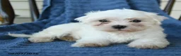 Maltese dogs for sale: Sheila - Ad 3