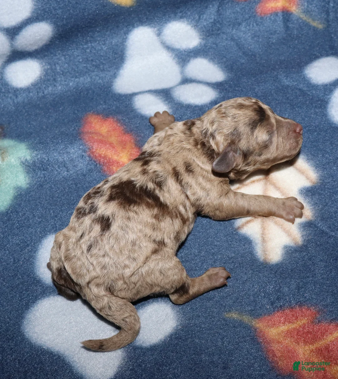 Toy Poodle dogs for sale: Summer’s brown merle male - Ad 1