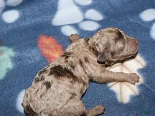 Toy Poodle dogs Summer’s brown merle male - Ad 20