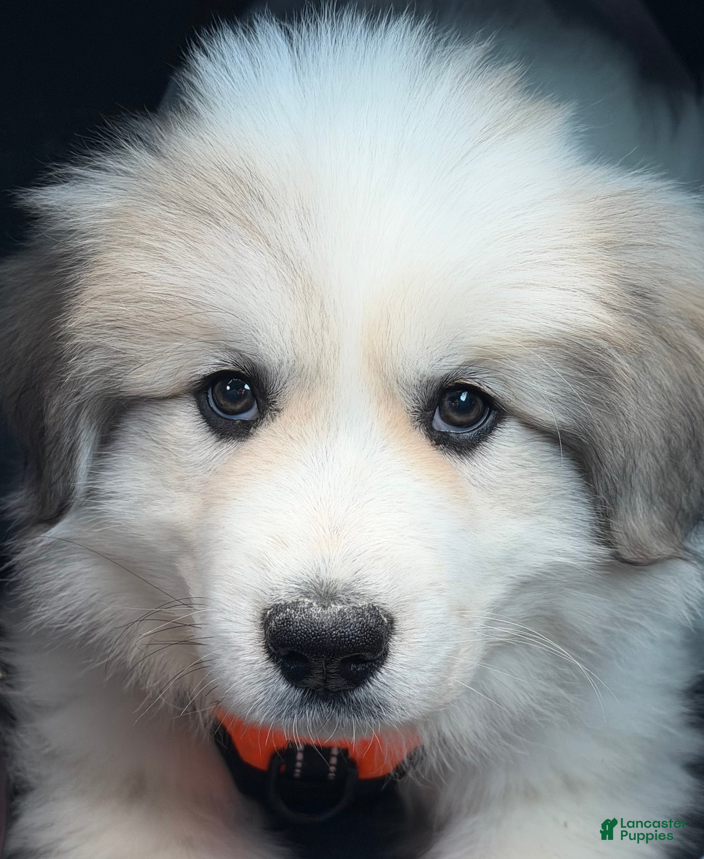 Great Pyrenees dogs Ravvy - Ad 9