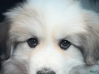 Great Pyrenees dogs Ravvy - Ad 9