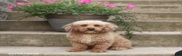 Cavapoo dogs for sale: Loki - Ad 7