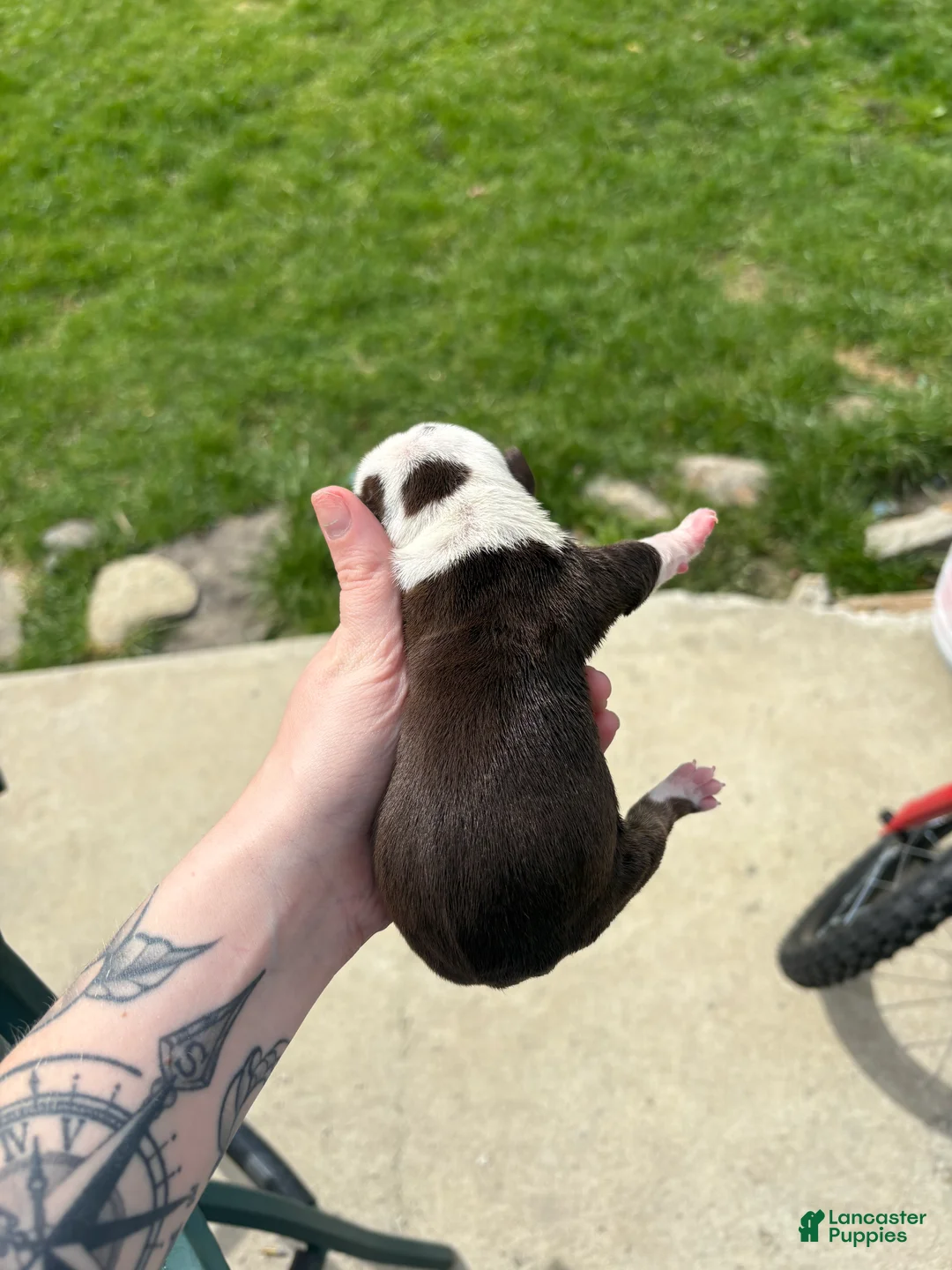 Olde English Bulldogge dogs for sale: Olde English Bulldogge Puppy 4 - Ad 2