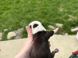 Olde English Bulldogge dogs Olde English Bulldogge Puppy 4 - Ad 24