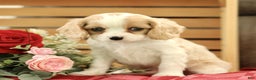 Cavachon dogs for sale: Archie  - Ad 3