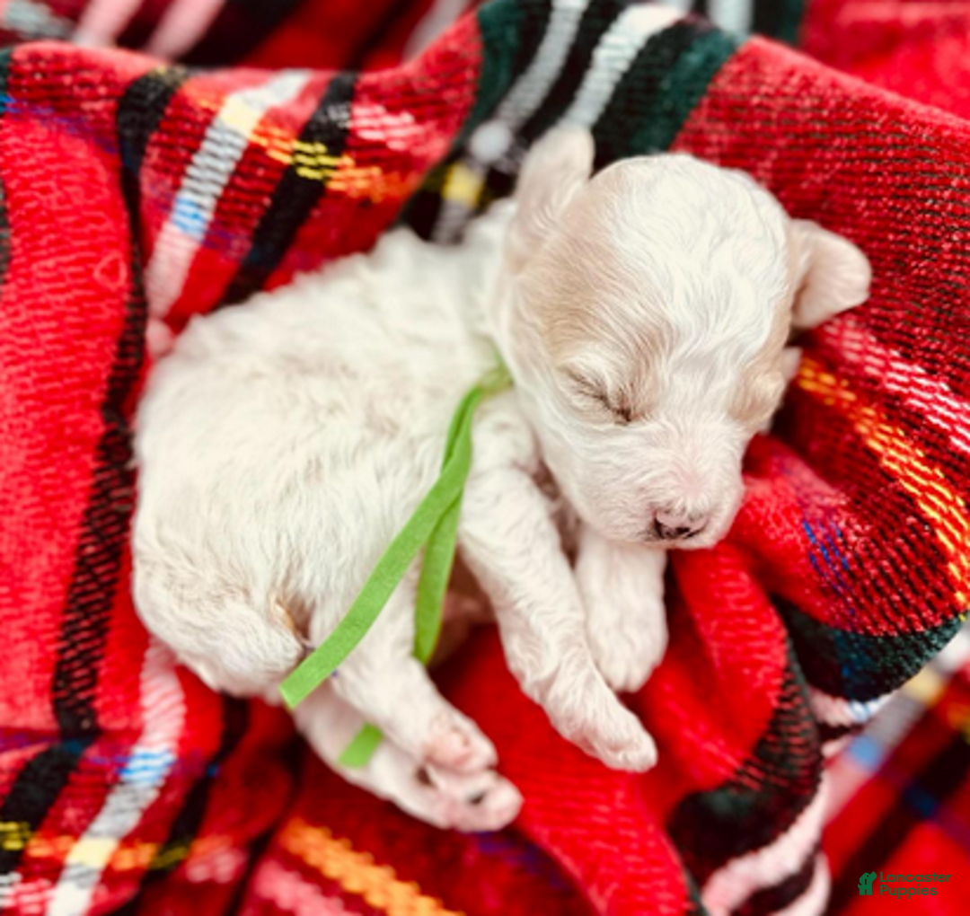 Miniature Poodle dogs for sale: Ringo Starr - Ad 2