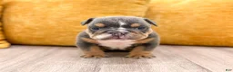 English Bulldog dogs for sale: Clare - Ad 3
