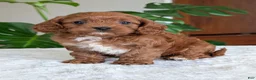 Cavapoo dogs for sale: Kody - Ad 27