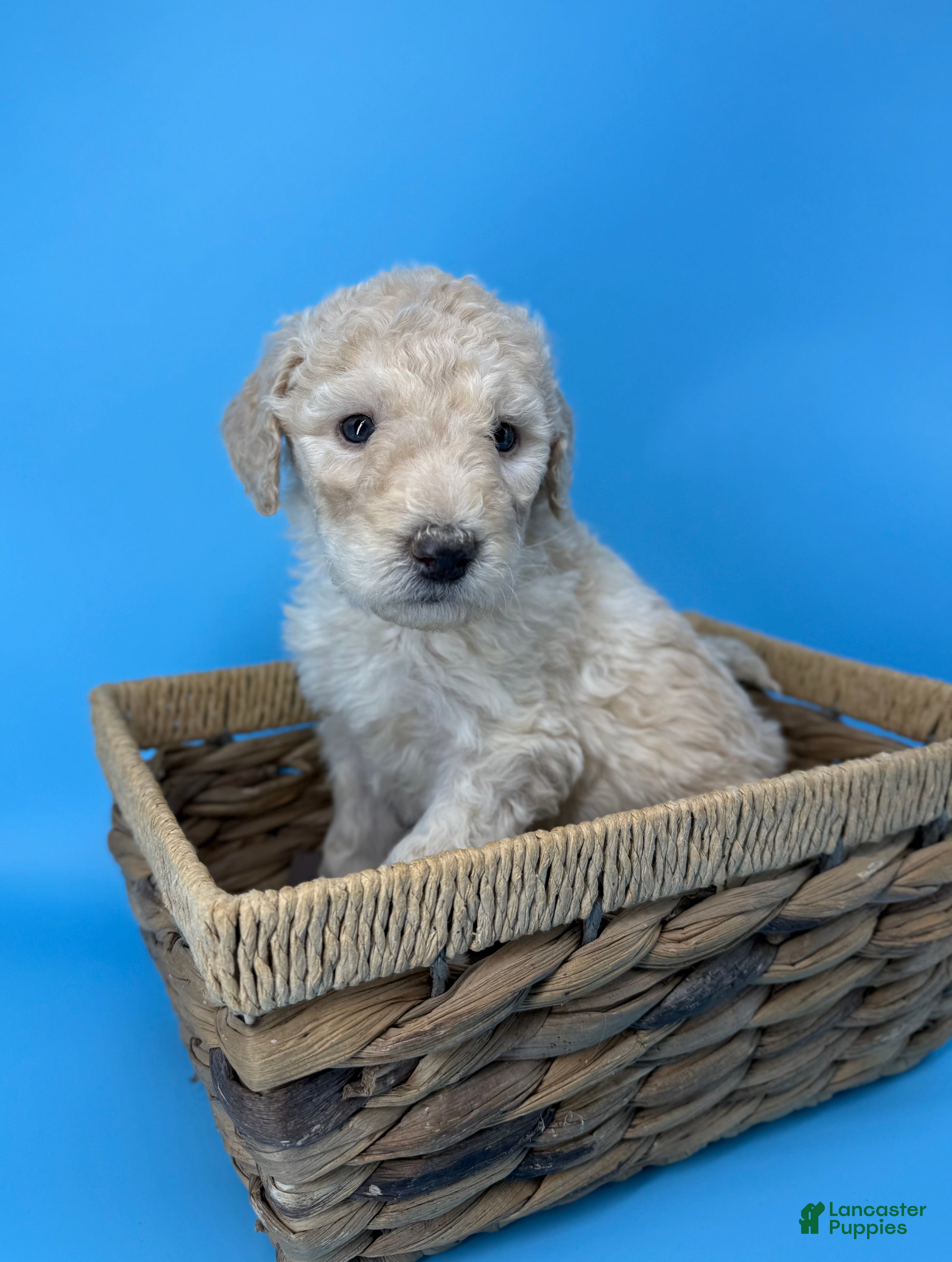 Sheepadoodle dogs Banana Crème  - Ad 12