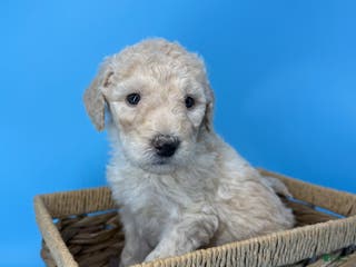 Sheepadoodle dogs Banana Crème - Ad 30