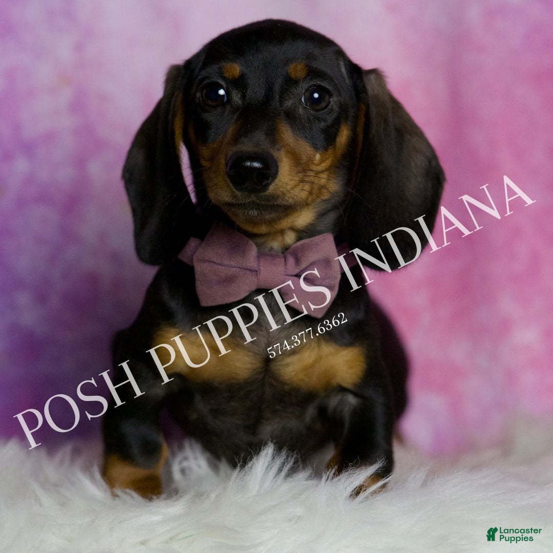 Miniature Dachshund dogs for sale: Stretch - Ad 3