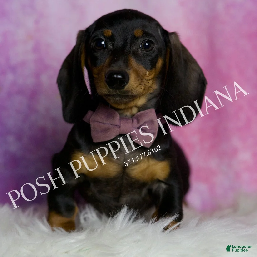 Miniature Dachshund dogs for sale: Stretch - Ad 3