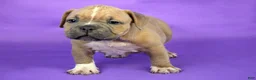 American Bully dogs for sale: Fawn Female (1 white foot) - Ad 6