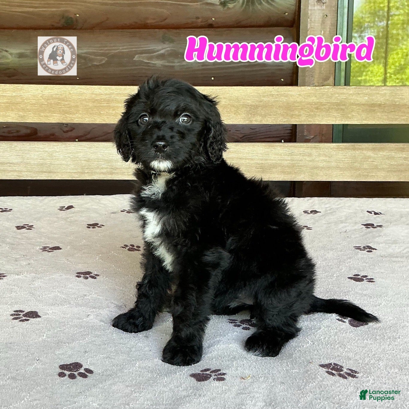 Bernedoodle dogs Hummingbird - Ad 1