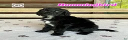 Bernedoodle dogs for sale: Hummingbird - Ad 1