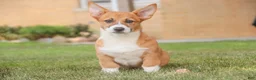 Welsh Corgi Pembroke dogs for sale: Rover - Ad 1