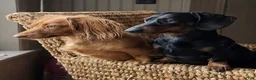 Dachshund dogs for sale: Coco - Ad 15