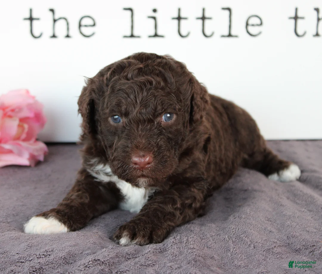 Portuguese Water Dog dogs for sale: Fritz - Ad 2