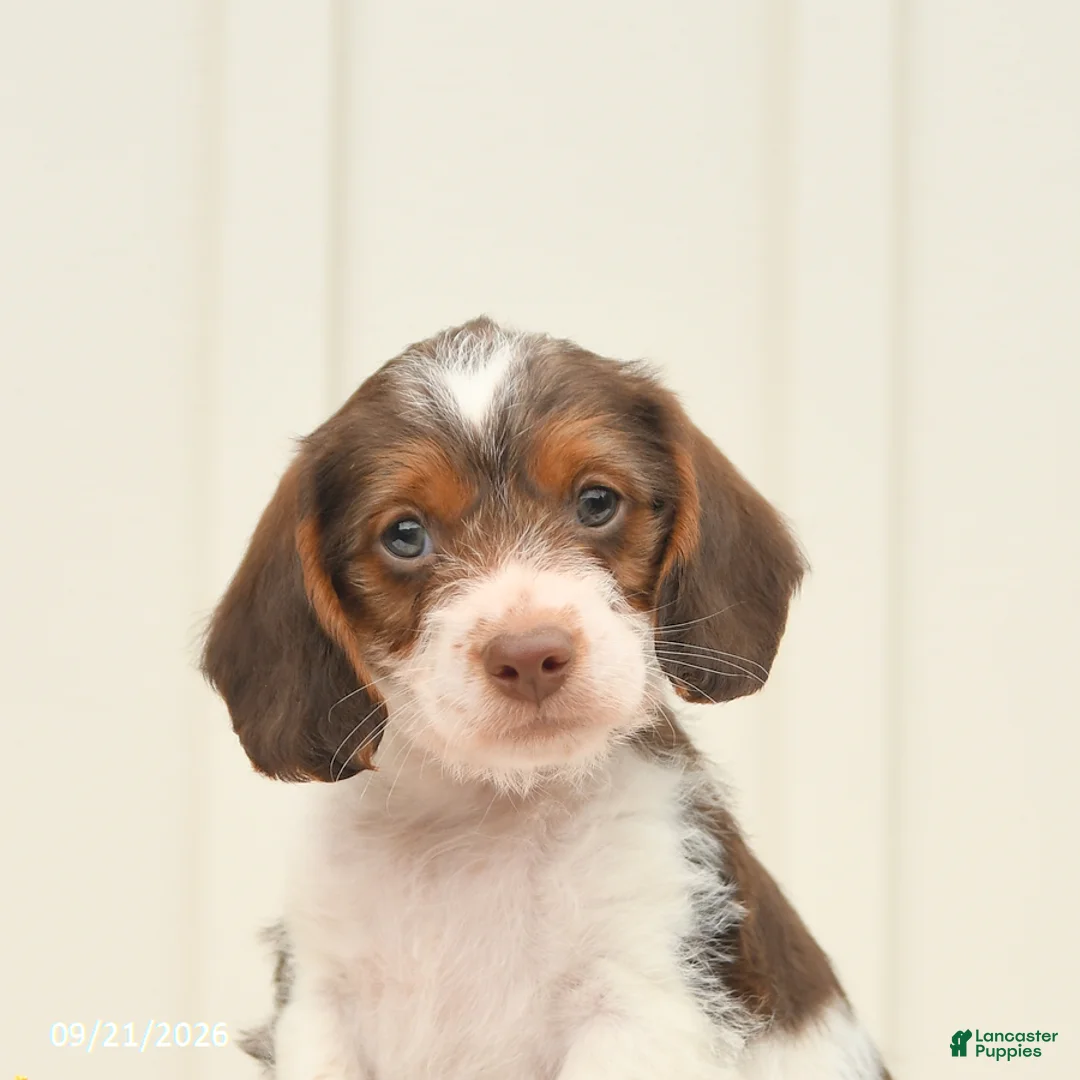 Mixed Breed dogs for sale: Finley - Ad 5
