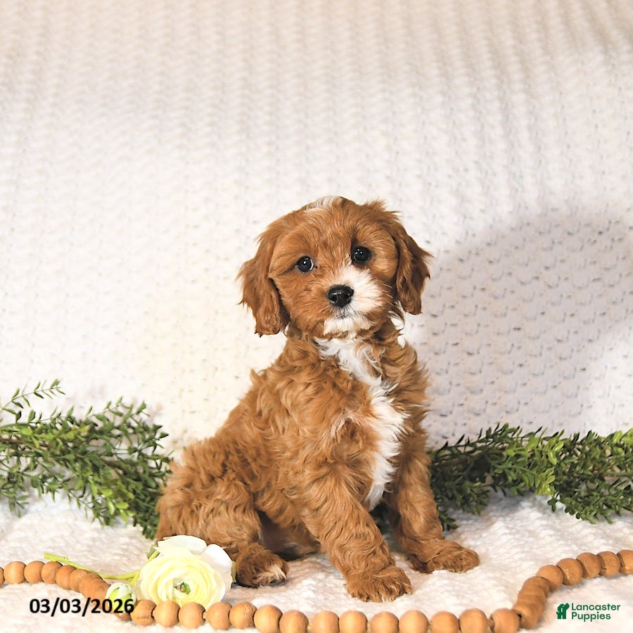Cavapoo dogs Rita EXTRA SMALL - Ad 1