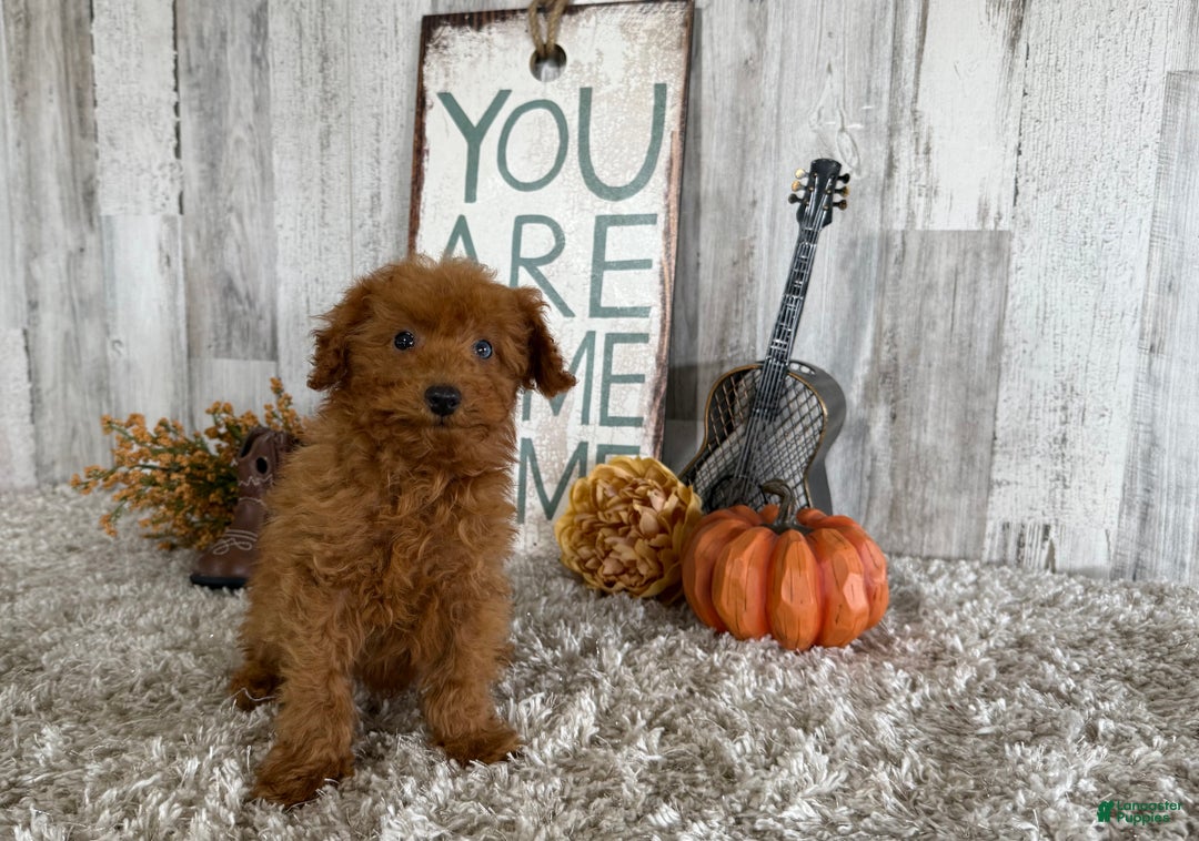 Toy Poodle dogs for sale: Penny - Ad 22