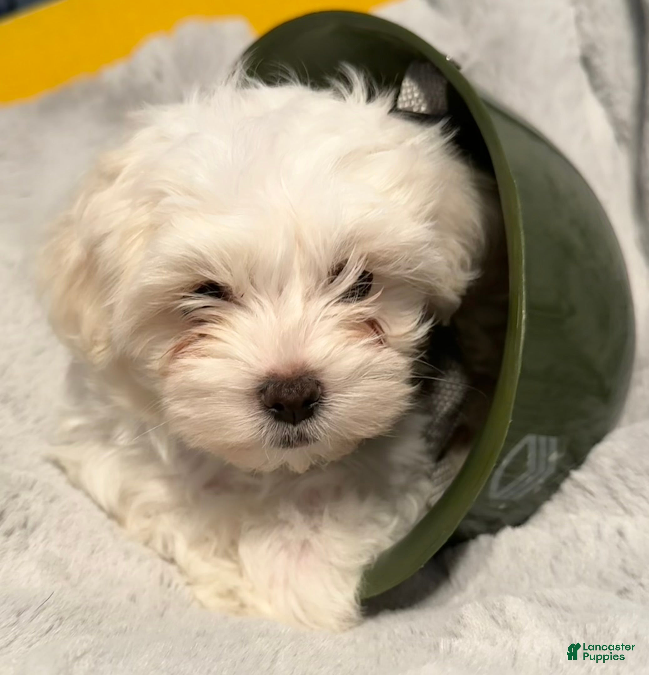 Mixed Breed dogs  Lhatese Breed “Trooper”  - Ad 2