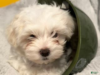 Mixed Breed dogs Lhatese Breed “Trooper” - Ad 12