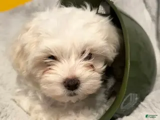 Mixed Breed dogs Lhatese Breed “Trooper” - Ad 40