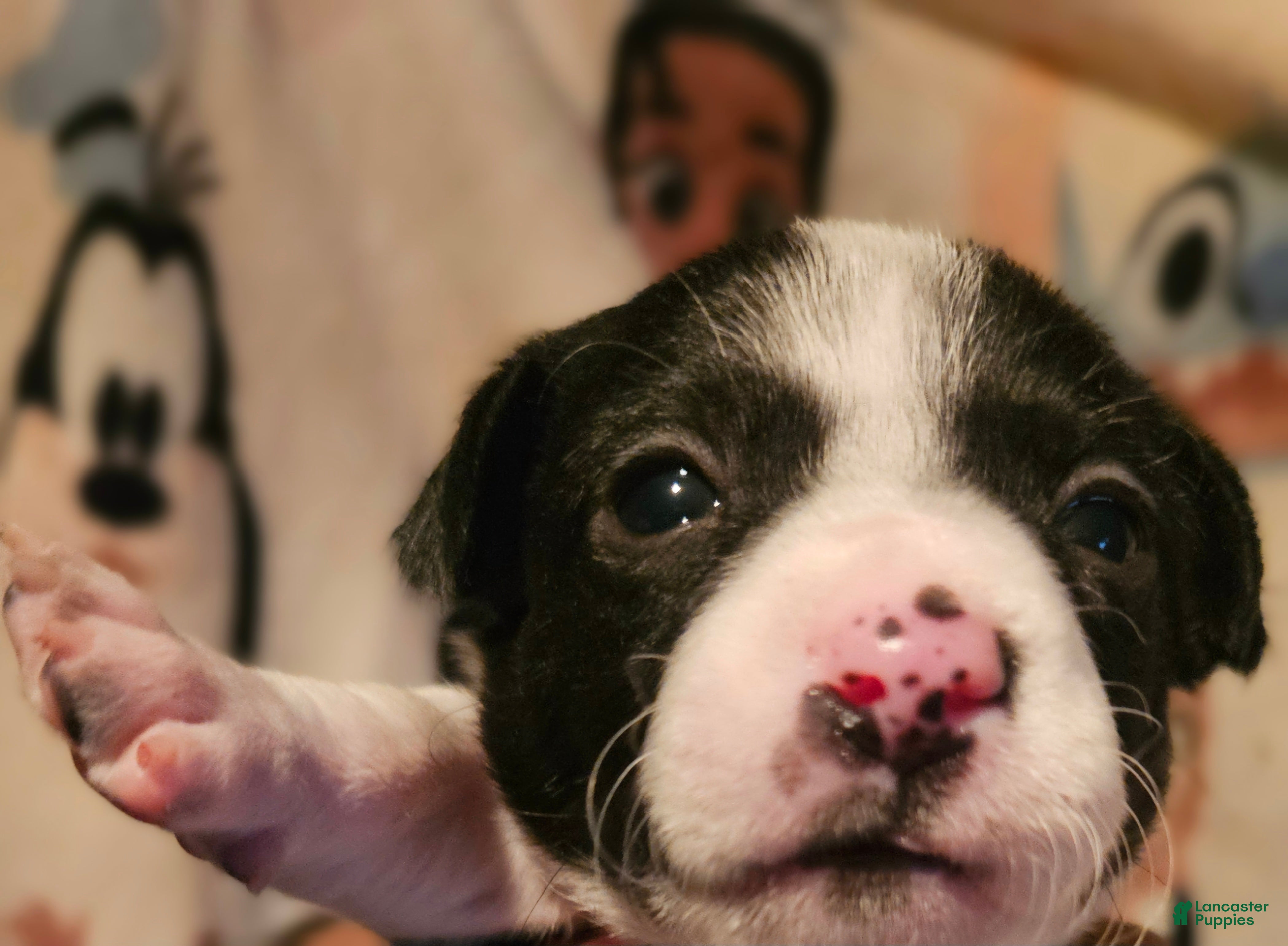 Chihuahua dogs Di - Ad 32