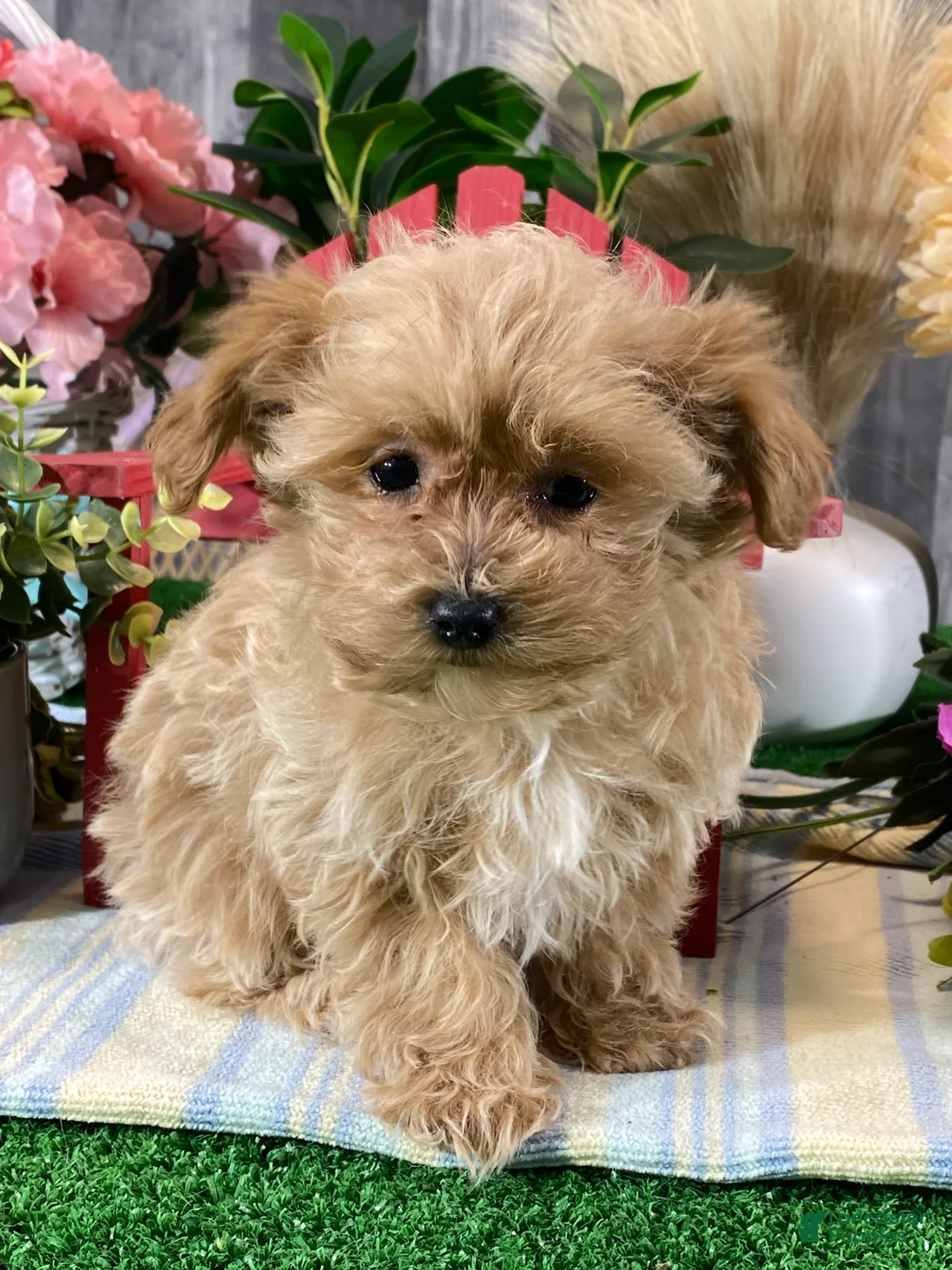 Maltipoo dogs for sale: Maggie - Ad 4