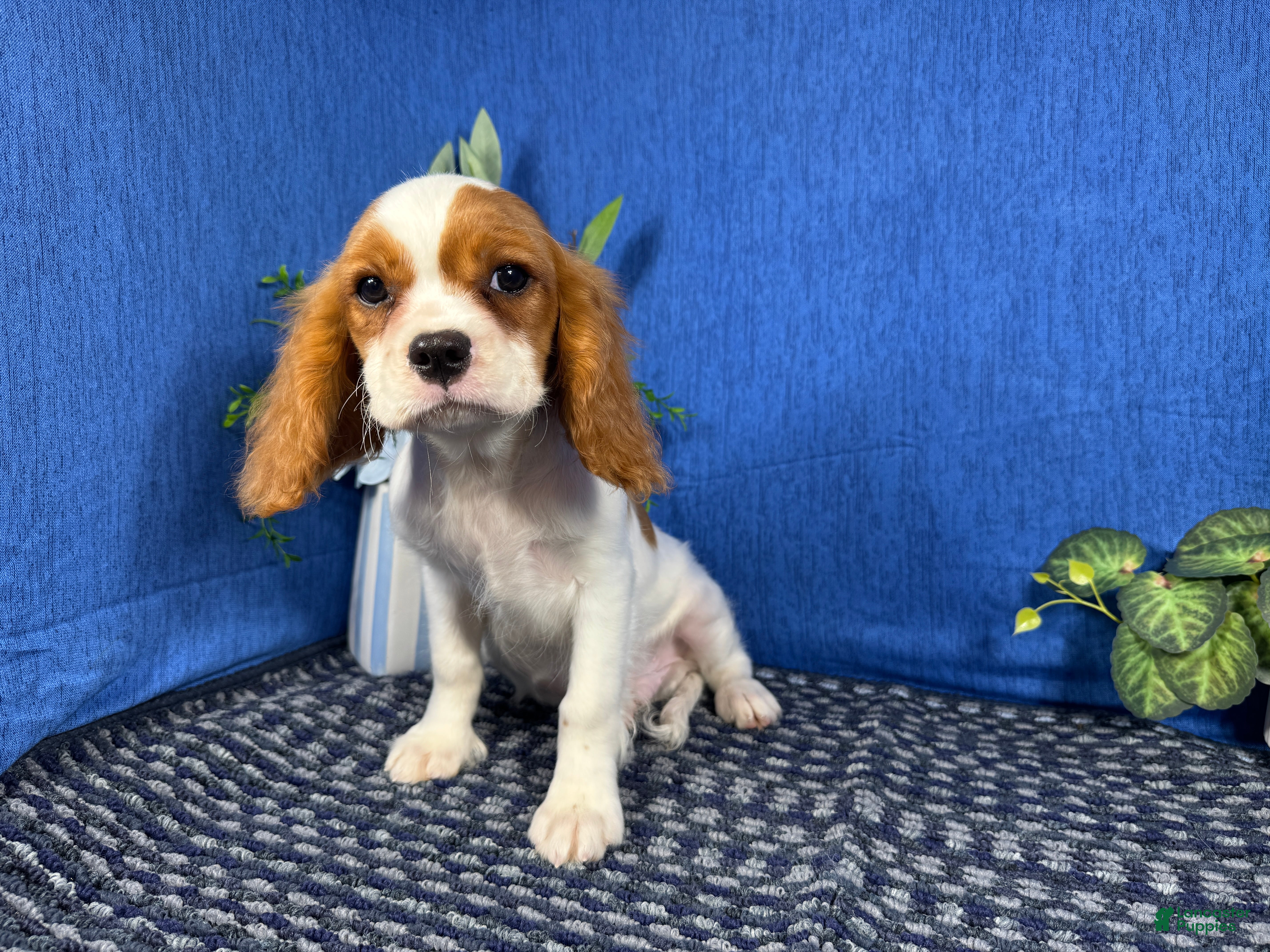 Cavalier King Charles Spaniel (Cavalier King Charles Spaniel, Male) in Waynesville, MO