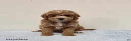 Mini Goldendoodle dogs for sale: Colby - Ad 6