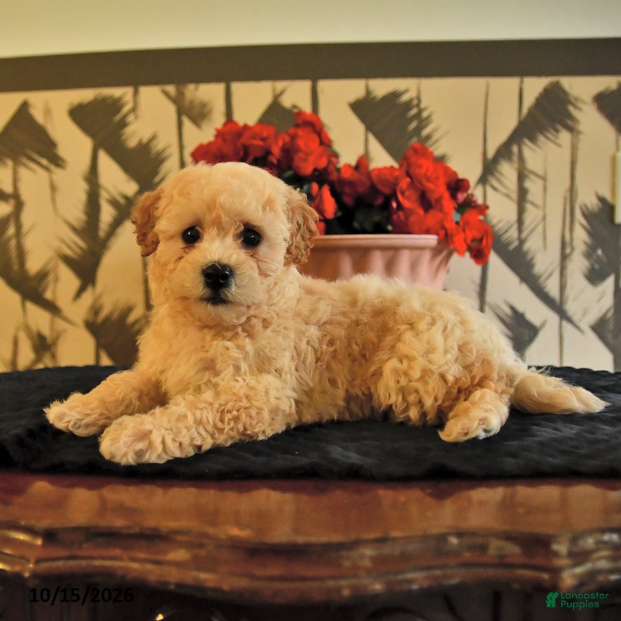 Bichpoo dogs for sale: Kyle - Ad 2
