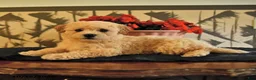 Bichpoo dogs for sale: Kyle - Ad 4