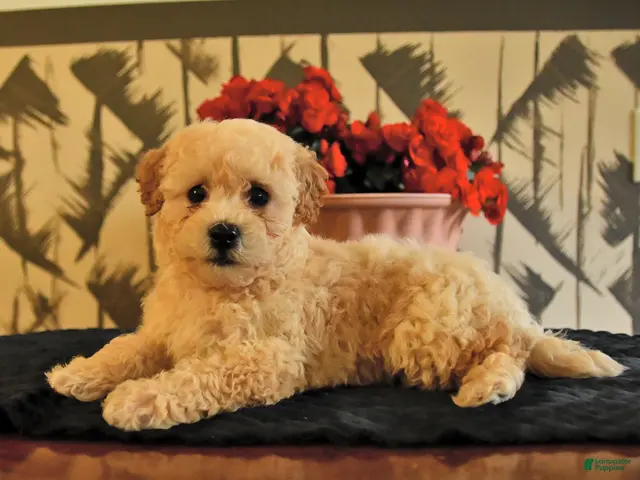 Bichpoo dogs for sale: Kyle - Ad 2