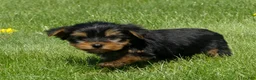 Yorkshire Terrier dogs for sale: Brownie  - Ad 4