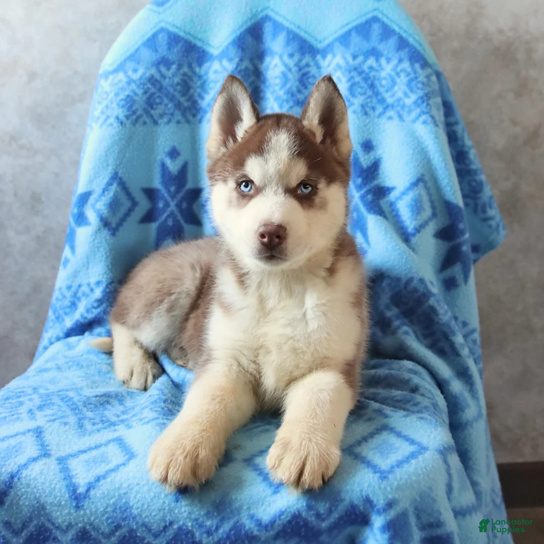 Siberian Husky dogs for sale: Timber - Ad 2
