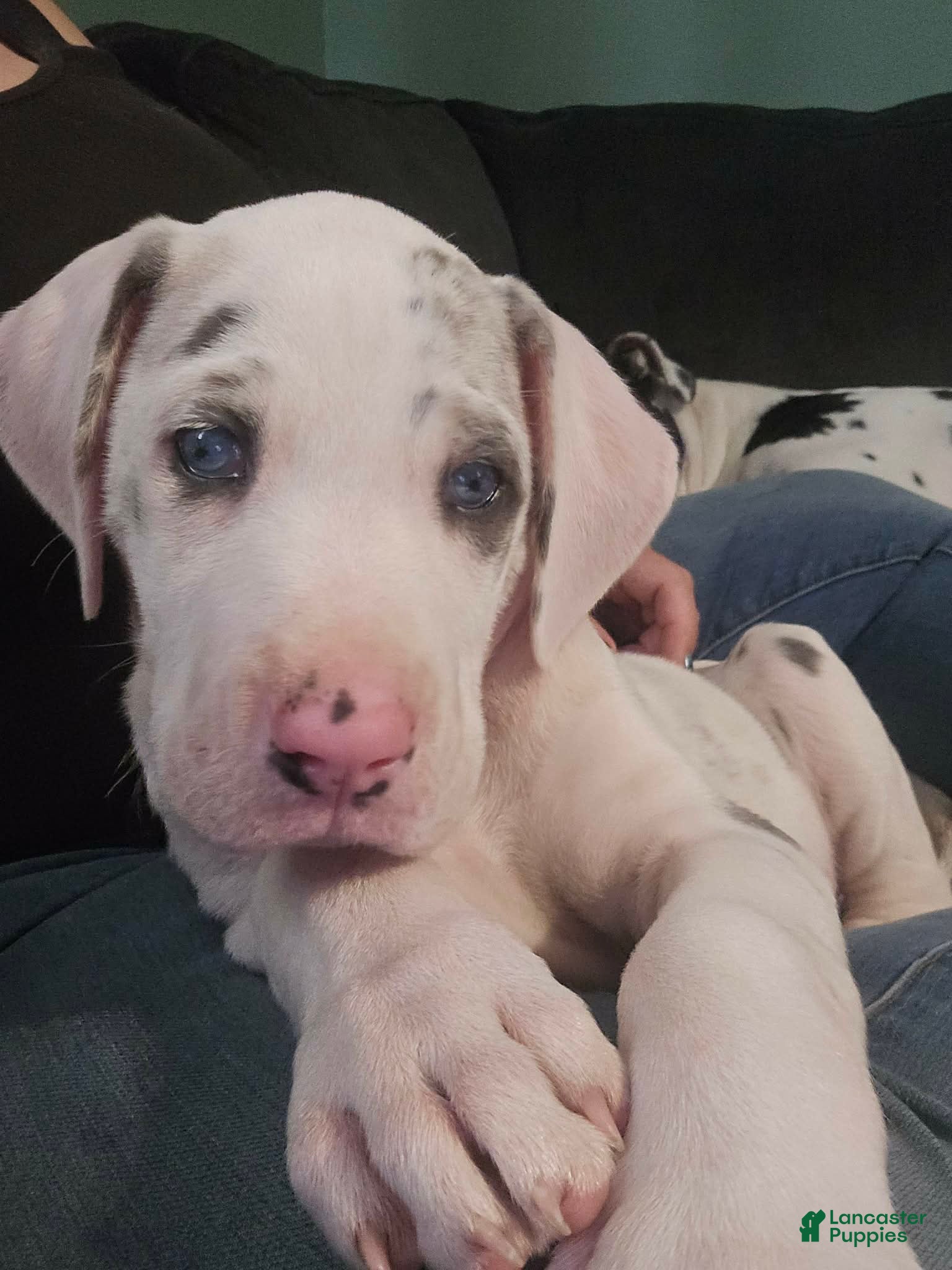 Great Dane dogs Lyla - Ad 14