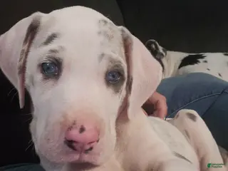 Great Dane dogs Lyla - Ad 14