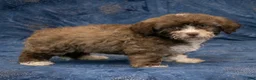 Havapoo dogs for sale: Bambi - Ad 5